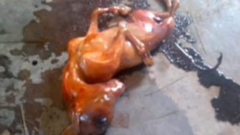 horse_325_020314091640.jpg