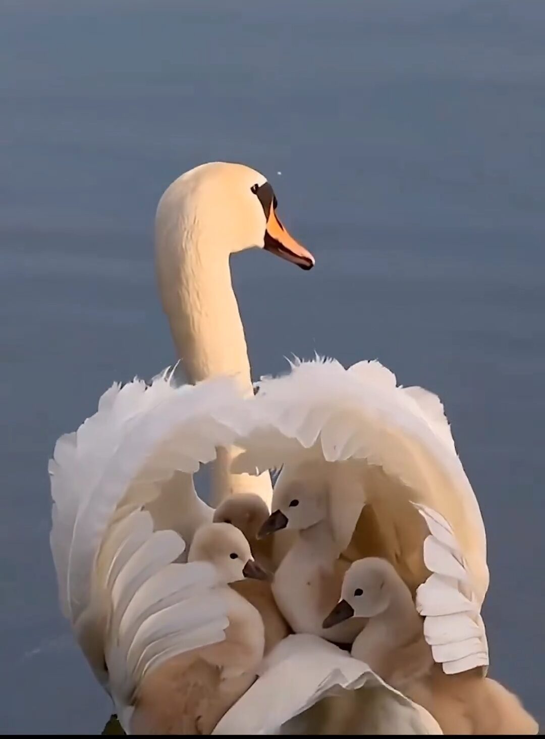 Swan House For Her Babies