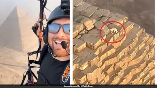 A dog was seen walking on top of the Great Pyramid of Giza, a paraglider shared the video, people were stunned to see it