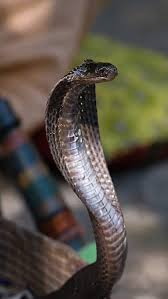 King Cobra’s big secret is out… Indian scientist broke the 188 year old belief with 12 years of research