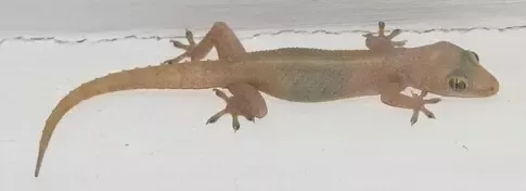 Now entry of lizards roaming on walls will be banned, Shipra Rai told an easy way to drive away lizards