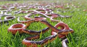 SNAKES honeymoon spot.. Here once a year 75000 snakes perform lovemaking together!