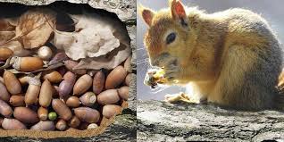 Is it true that squirrels forget where they buried half of their food?