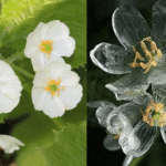 skeleton flower
